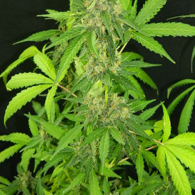 reg O.G. Kush (О.Г. Куш ТГК 24%)